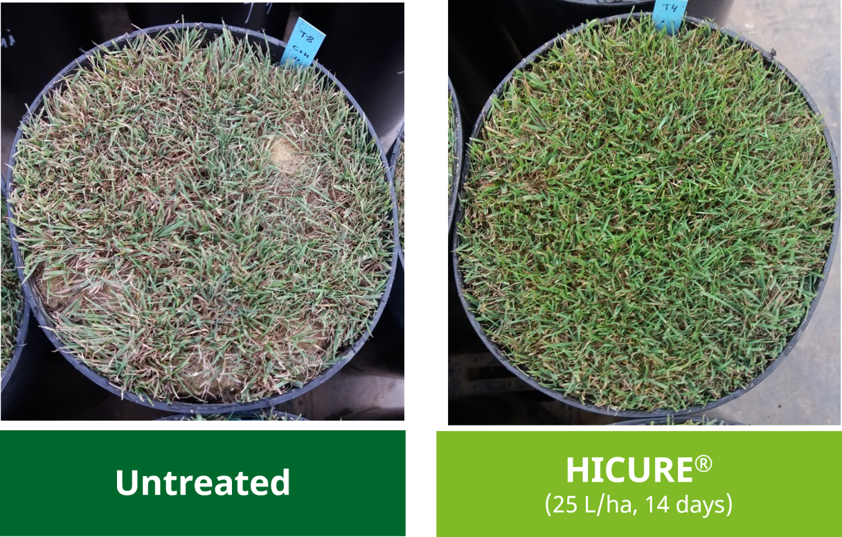 Hicure Treated/Untreated