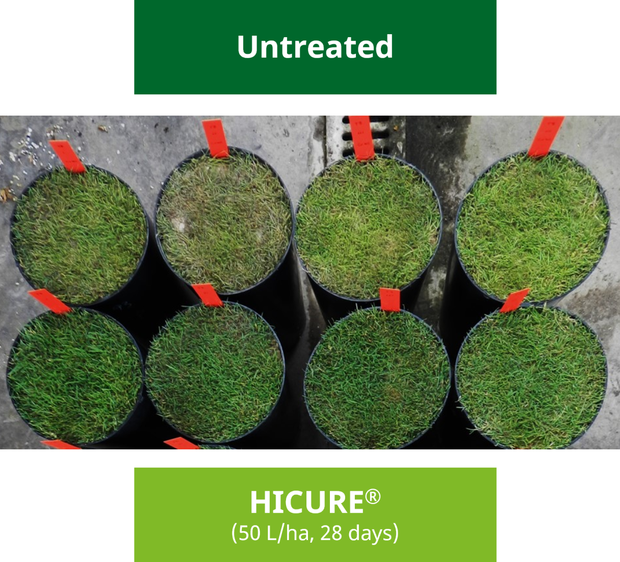 Hicure Treated/Untreated