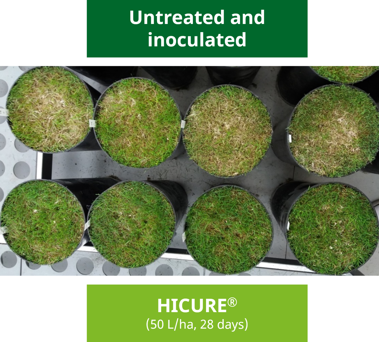 Hicure Treated/Untreated
