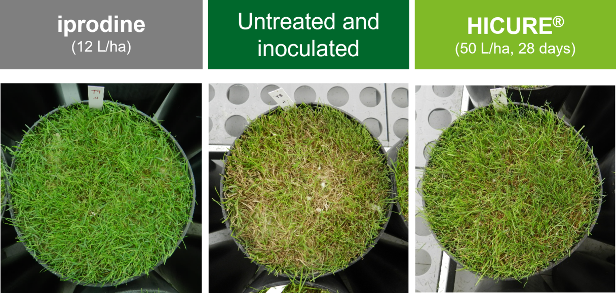 Hicure Treated/Untreated