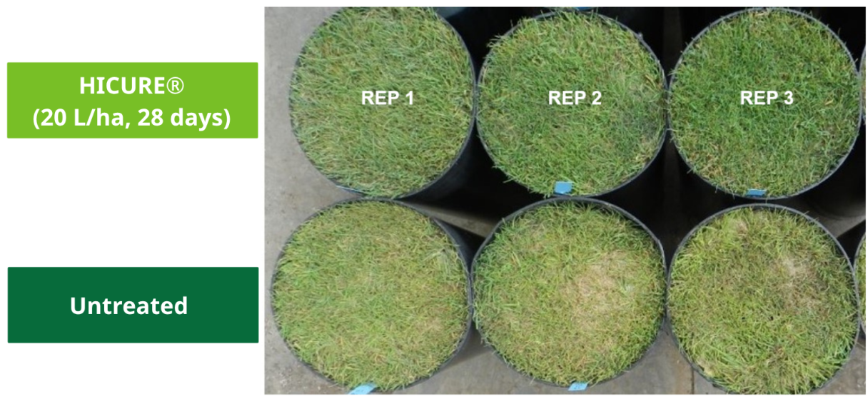 Faster recover from heat damage and stress